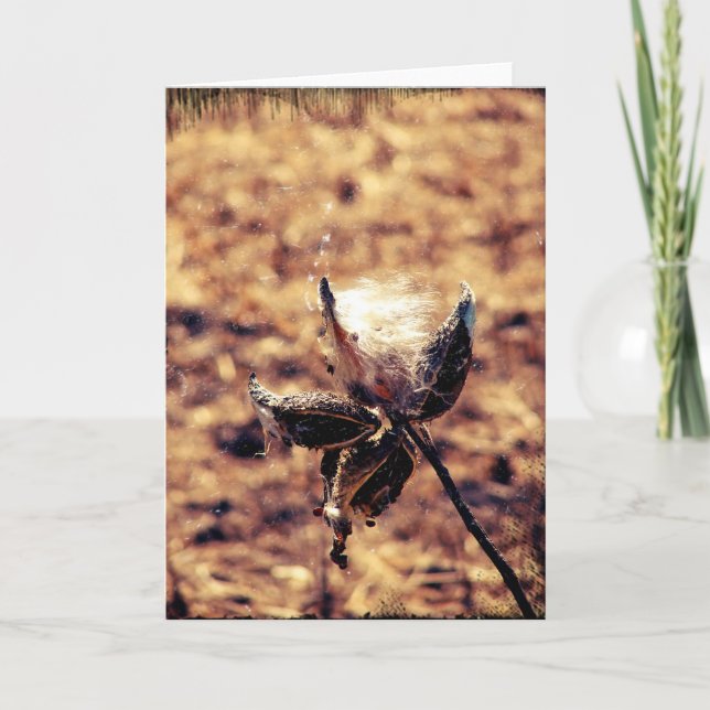 Cartão Milkweed Grunge (Frente)