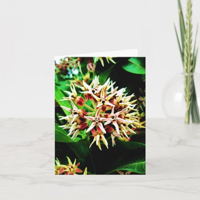 Cartão Milkweed Notecard (Frente)