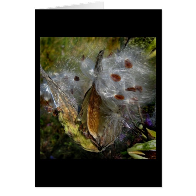 Cartão Milkweed Pod Frenzy (Frente)