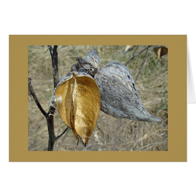 Cartão Milkweed Pods (Frente Horizontal)