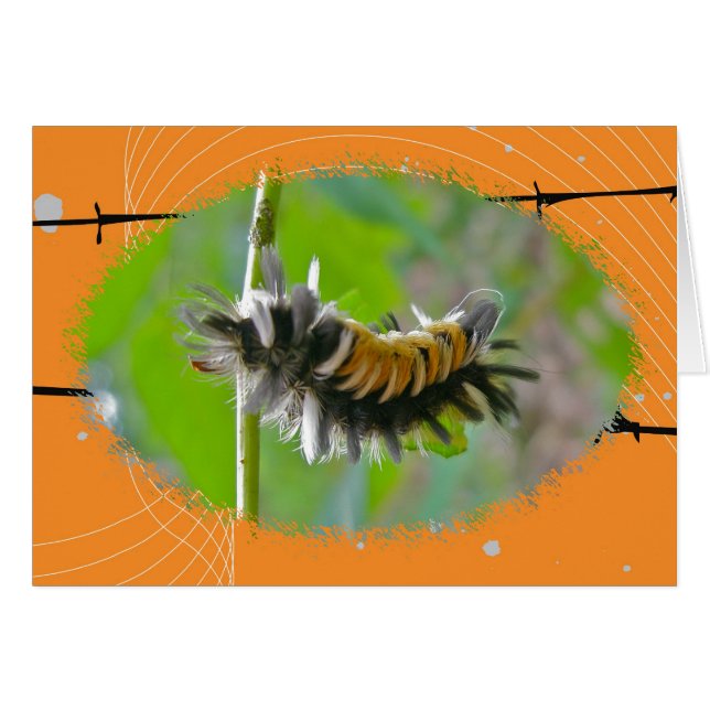 Cartão Milkweed Tussock Moth Caterillar Items (Frente Horizontal)