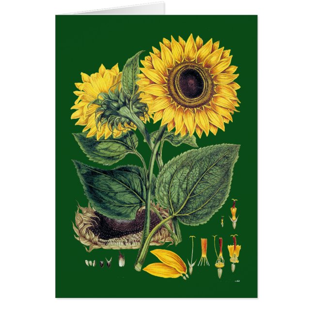 Cartão Miller: Sunflower (Frente)