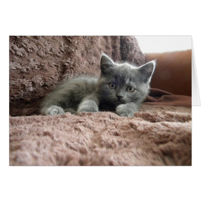 Cartão Milo Piddlewhiskers (Frente horizontal)