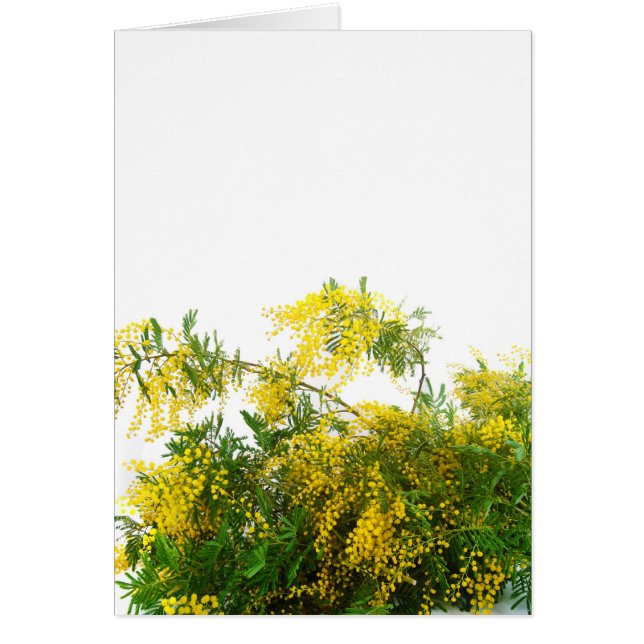 Cartão Mimosa (Frente)