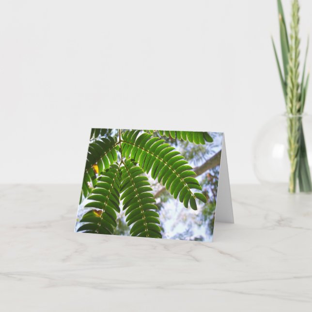 Cartão Mimosa Leaves (Frente)