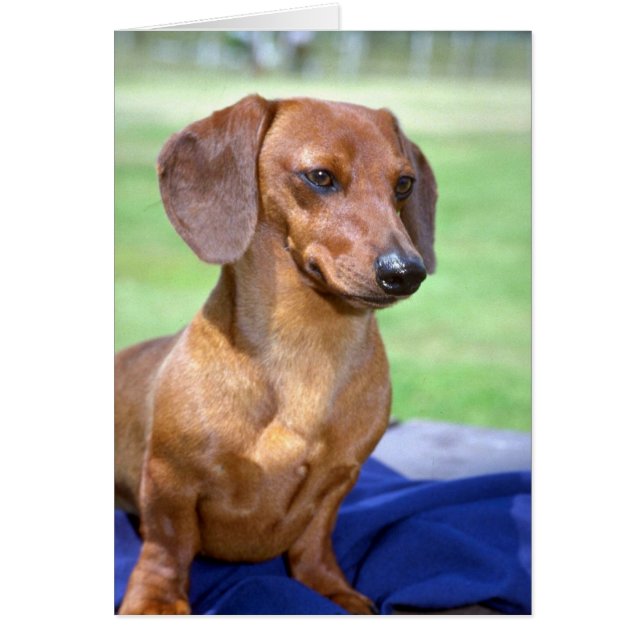 Cartão Minature Smooth Dachshund (Frente)