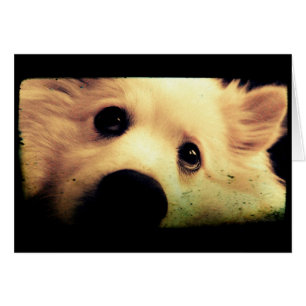 Cartão Mini-Americano Eskimo