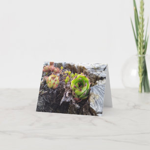 Cartão mini cacto em um tronco