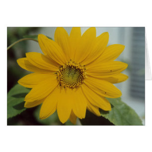 Cartão Mini girassol amarelo - flor minúscula do girasso