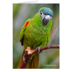 Cartão Mini Macaw de Hahn / Macaw de bolinho vermelho