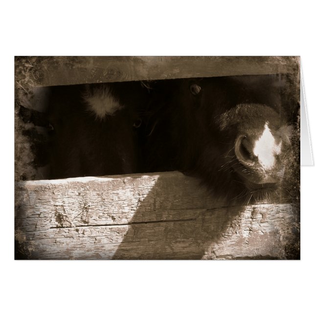 Cartão Mini nariz por cima do portal (Frente Horizontal)