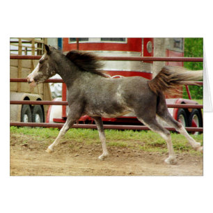 Cartão Mini Pinto Horse Gallops