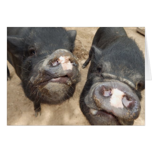 Cartão Mini Porcos Pretos Personalizados com Traços Duplo (Frente Horizontal)
