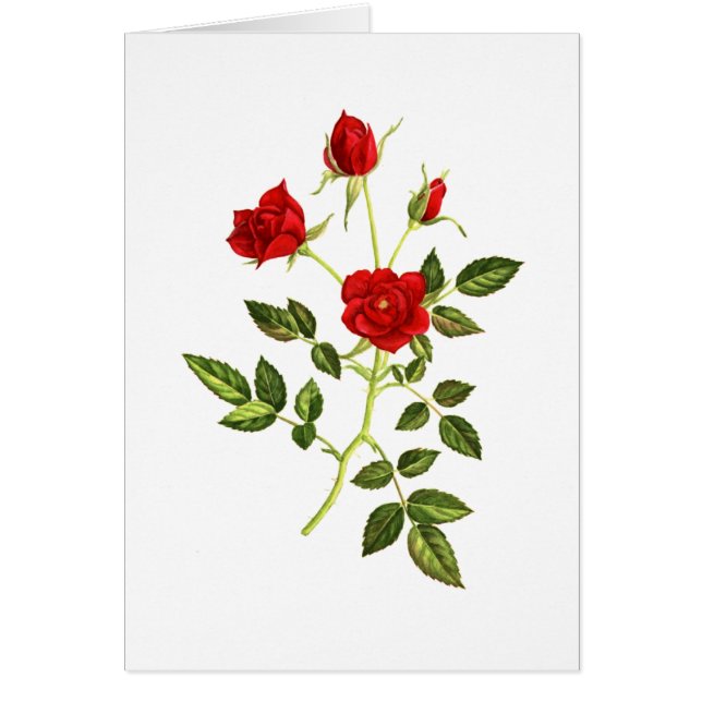 Cartão Mini rosa vermelha (Frente)