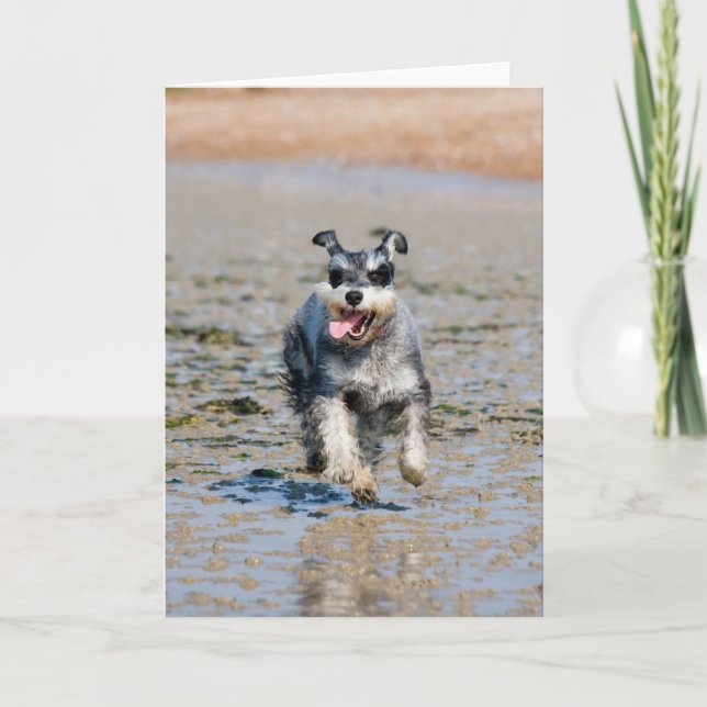 Cartão mini schnauzer (Frente)