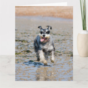 Cartão mini schnauzer