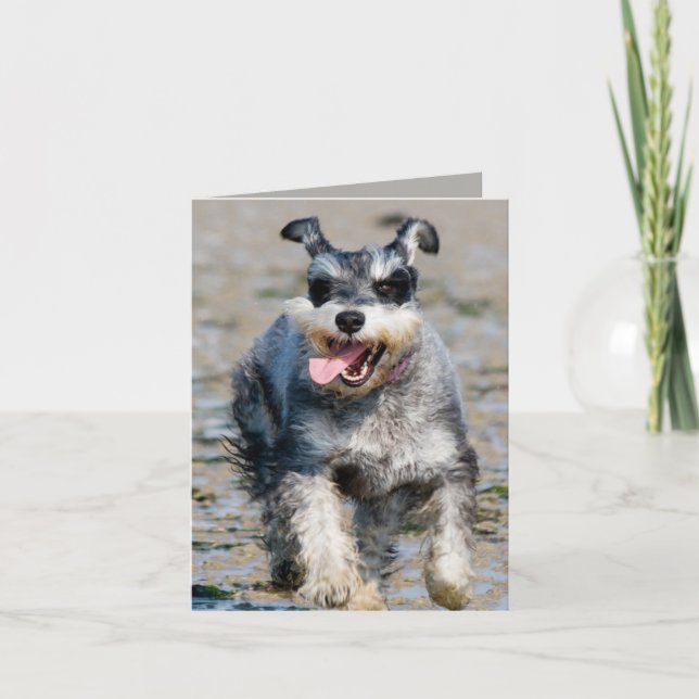 Cartão mini schnauzer (Frente)