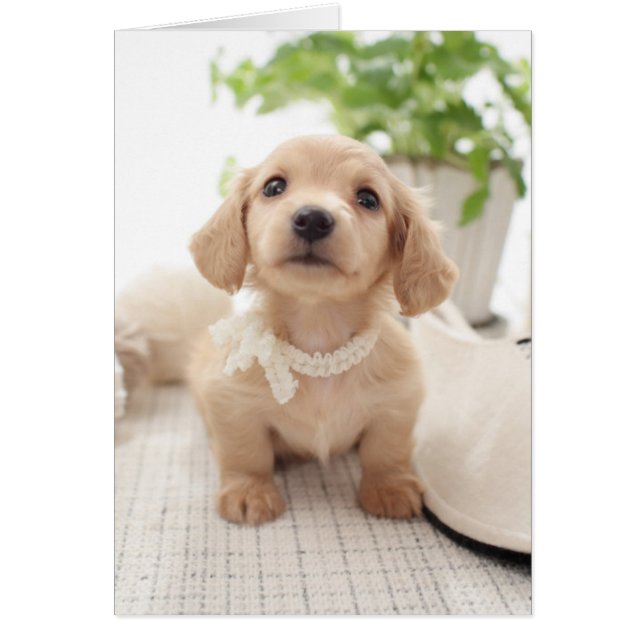 Cartão Miniatura Dachshund (Frente)