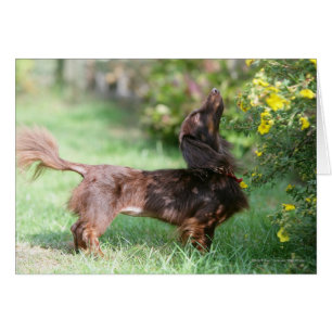 Cartão Miniatura de cabelo longo Dachshund 1