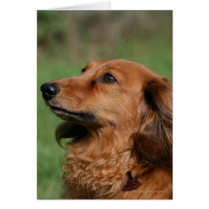 Cartão Miniatura de cabelo longo Dachshund 2