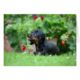 Cartão Miniatura lisa Dachshund 1