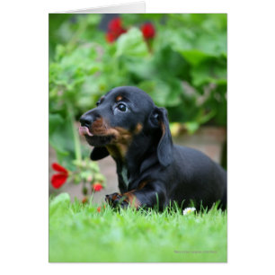 Cartão Miniatura lisa Dachshund 1