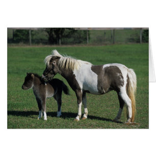 Cartão Miniatura Mare & Foal em Pé