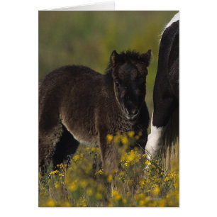 Cartão Miniatura Mare & Foal nas Flores