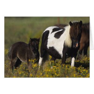 Cartão Miniatura Mare & Foal nas Flores