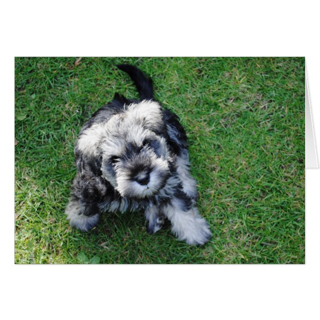 Cartão Miniatura Schnauzer Puppy (Frente Horizontal)