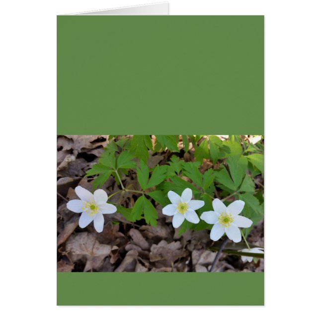 Cartão minúsculas flores brancas (Frente)
