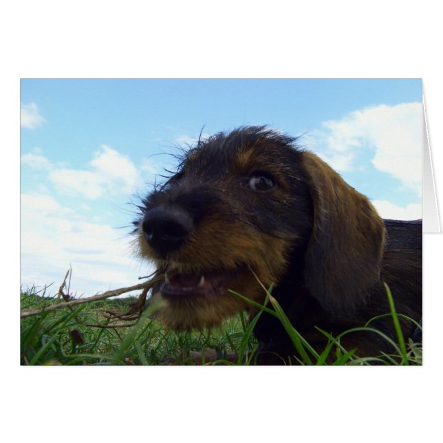 Cartão Mischievous Dachshund Puppy (Frente Horizontal)