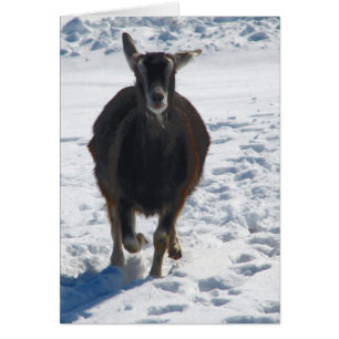 Cartão Misha se divertindo, indo correndo na neve