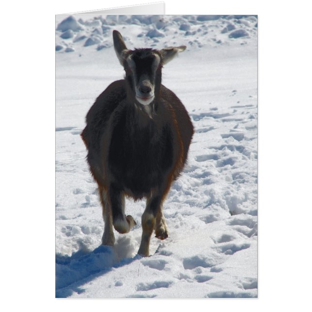 Cartão Misha se divertindo, indo correndo na neve (Frente)