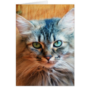 Cartão Miss Tootles