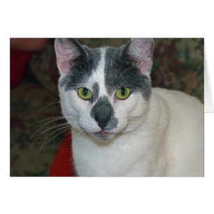 Cartão Mister Pants