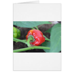Cartão Mistura de hortas-pimenta
