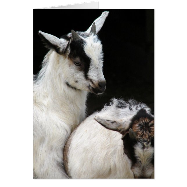 Cartão Miúdos de Cabra (Frente)