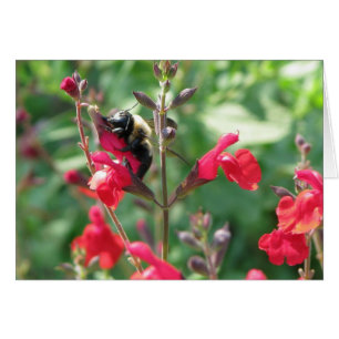 Cartão Mmmm, pólen