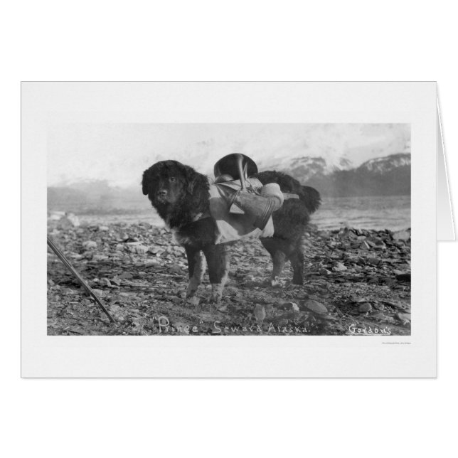 Cartão Mochilando Cachorro, Alasca 1911 (Frente Horizontal)