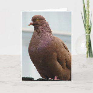 Cartão Modena Pigeon named Big Red
