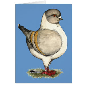 Cartão Modena Silver Gazzi