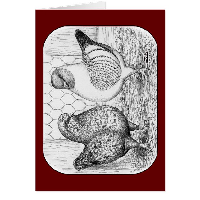 Cartão Modenas Dois Porcos (Frente)