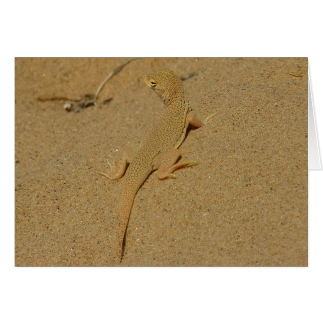 Cartão Mojave Fringe-Toed Lizard (Frente Horizontal)