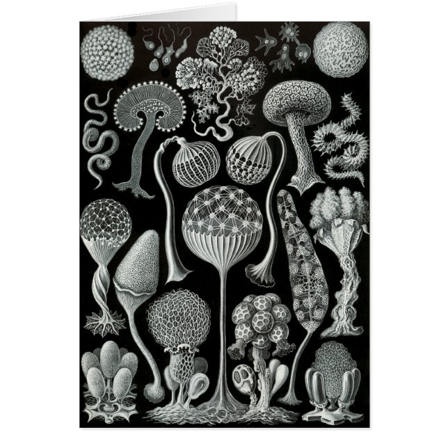 Cartão Moldes de limo (Frente)