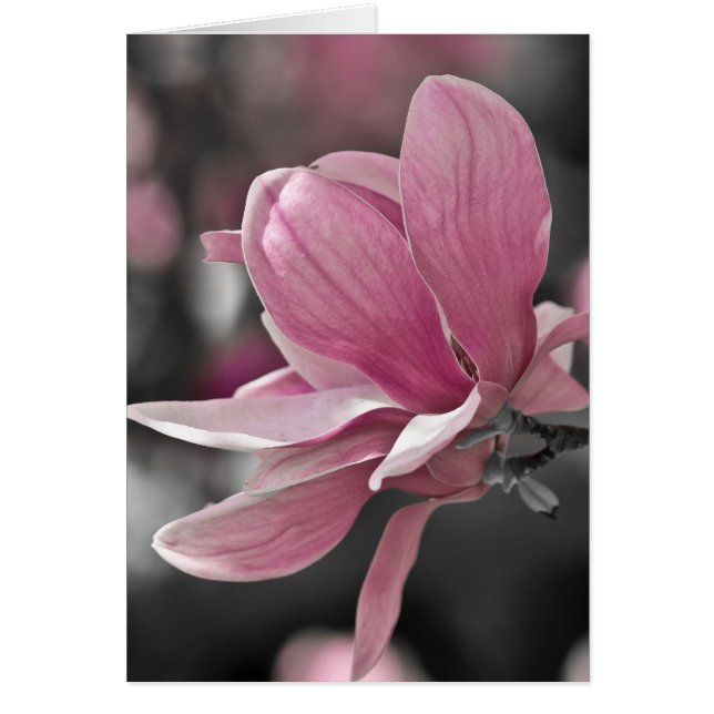 Cartão Molho Rosa Japonês Magnolia (Frente)