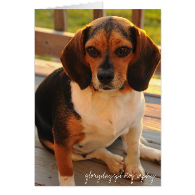 Cartão Molly (Frente)