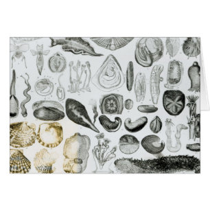 Cartão Moluscos