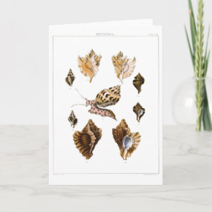 Cartão Moluscos e Caracóis Vintage, Organismos da Vida Ma