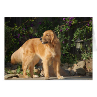 Cartão Momento do ouro